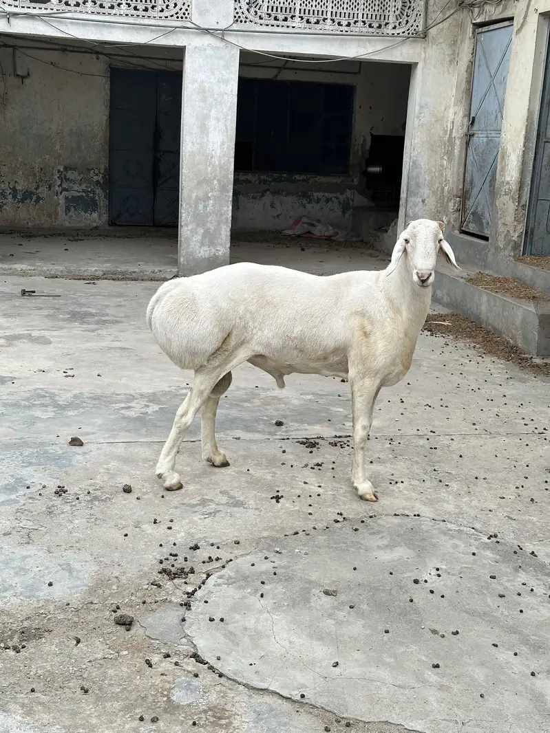 Balkhi ,turkey dumba for sale — photo 9