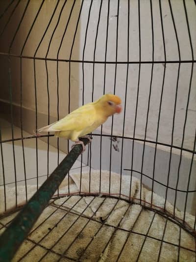 love birds