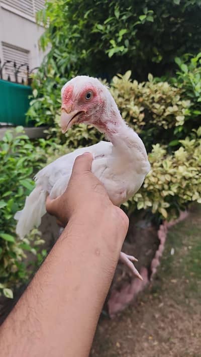white heera Aseel