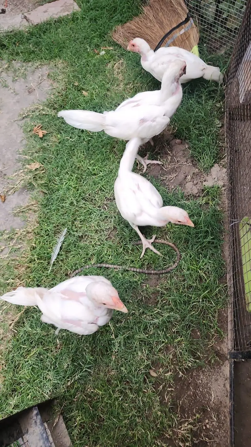 white heera Aseel — photo 2