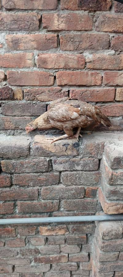 Aseel mianwali 2 Aseel 1 female hens