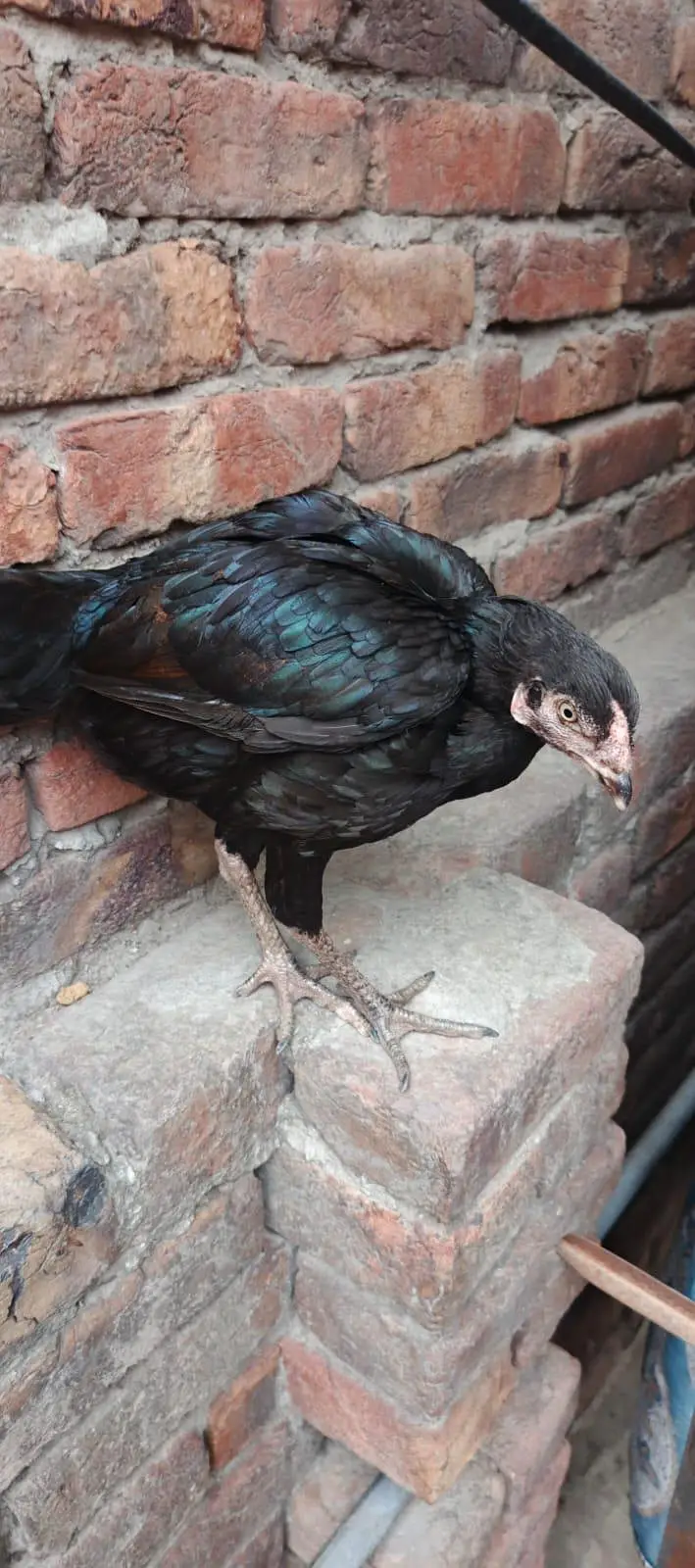 Aseel mianwali 2 Aseel 1 female hens — photo 2