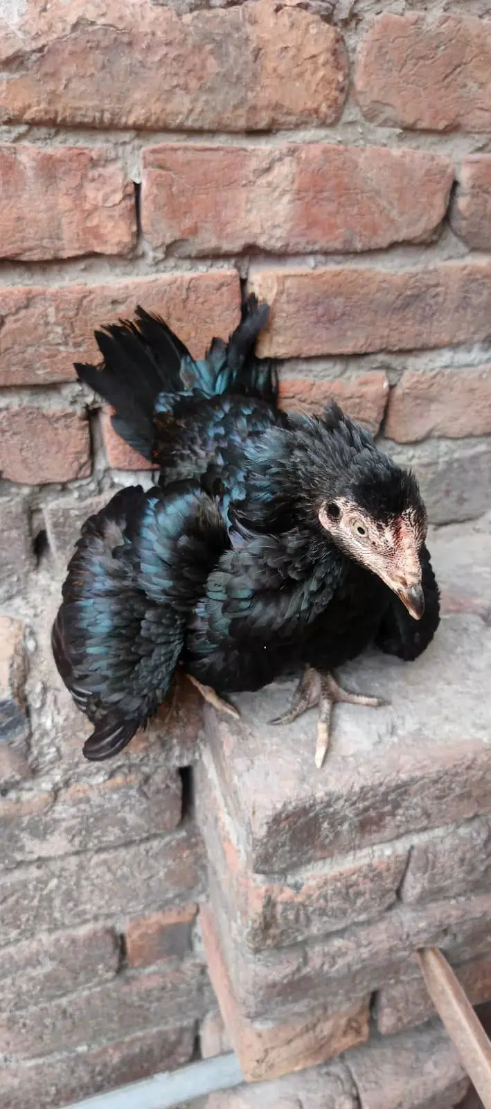 Aseel mianwali 2 Aseel 1 female hens — photo 3