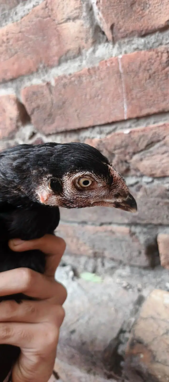 Aseel mianwali 2 Aseel 1 female hens — photo 4