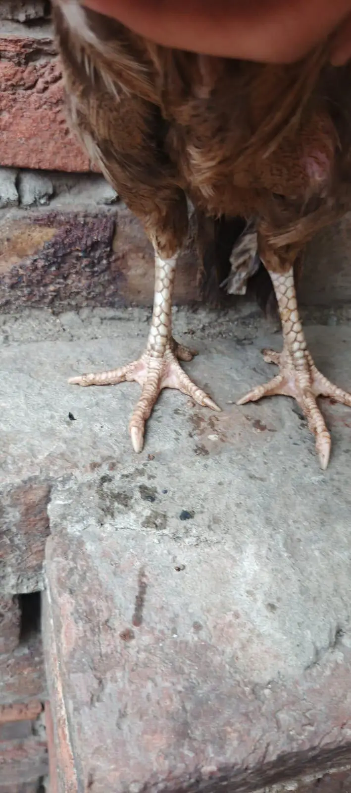 Aseel mianwali 2 Aseel 1 female hens — photo 5