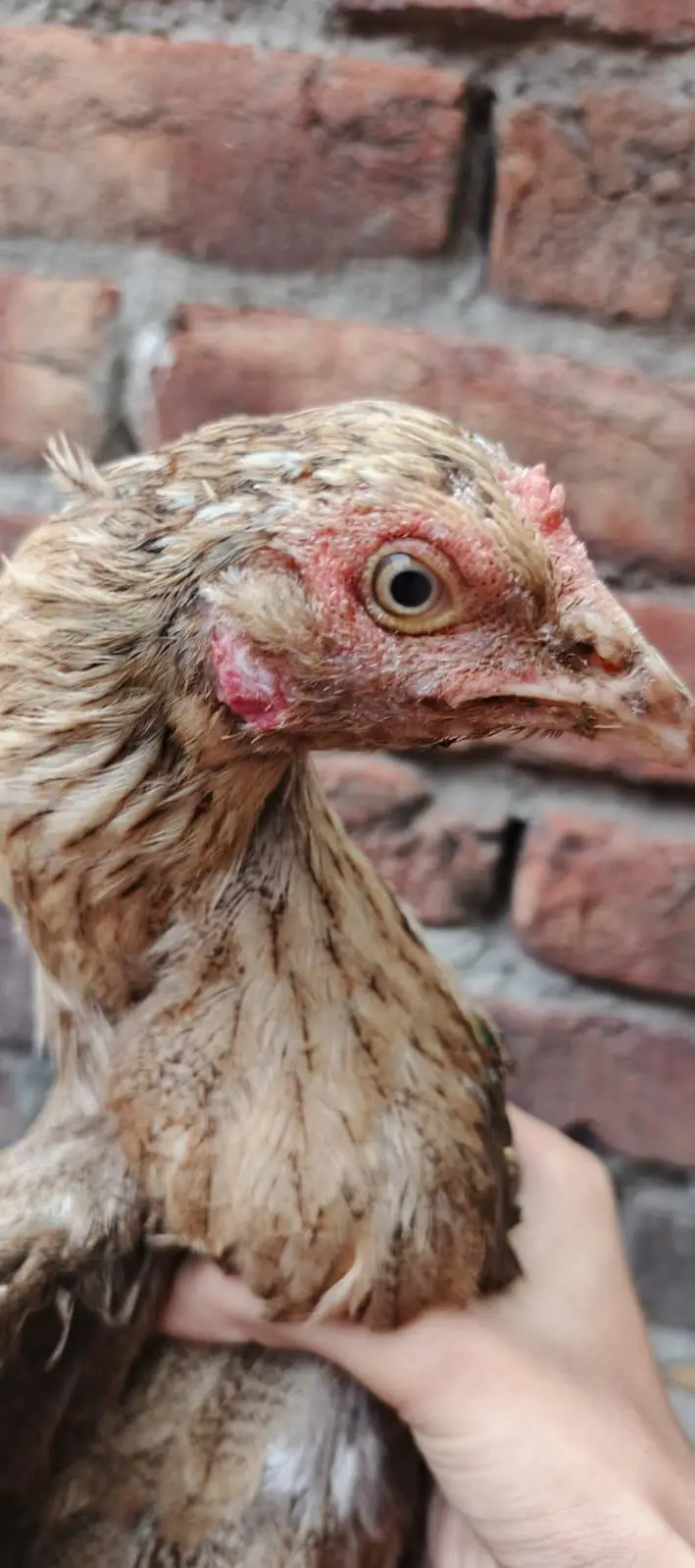 Aseel mianwali 2 Aseel 1 female hens — photo 6