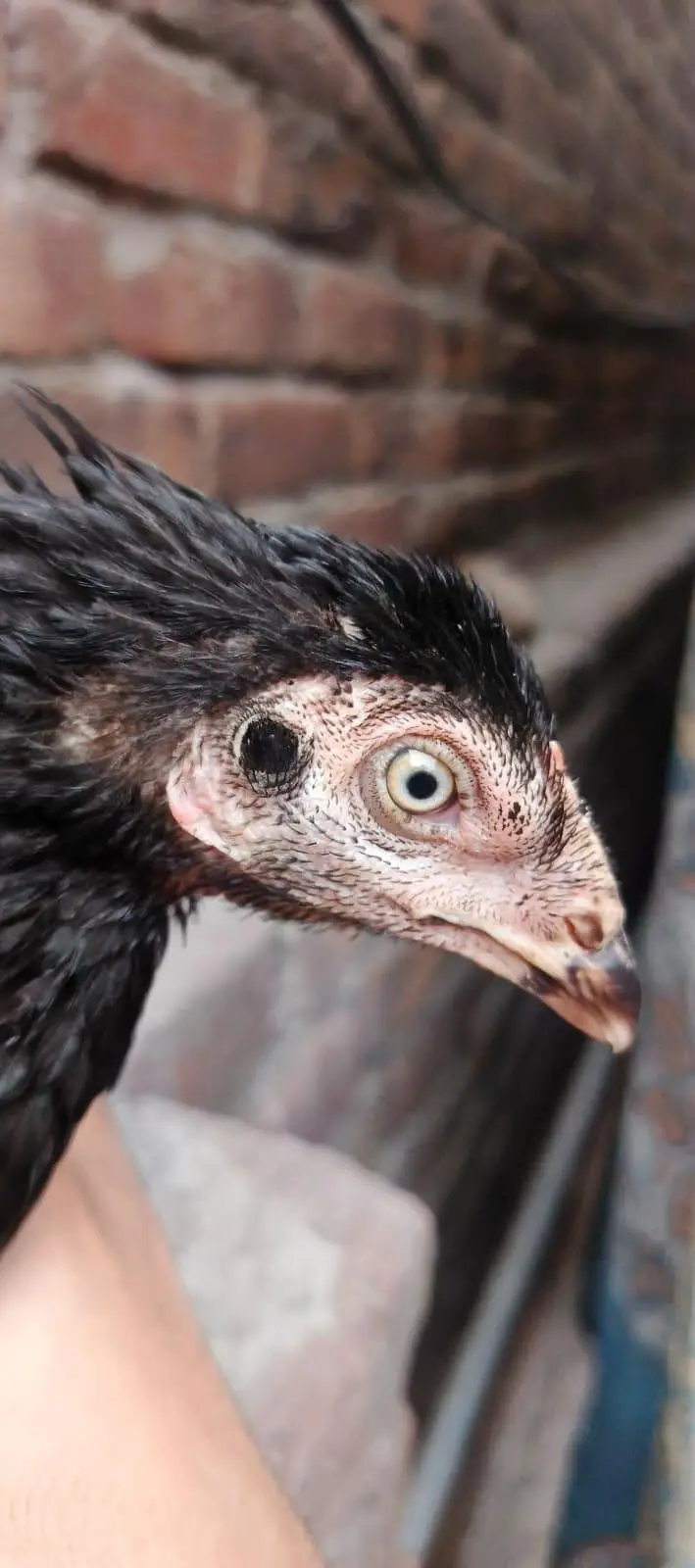 Aseel mianwali 2 Aseel 1 female hens — photo 7