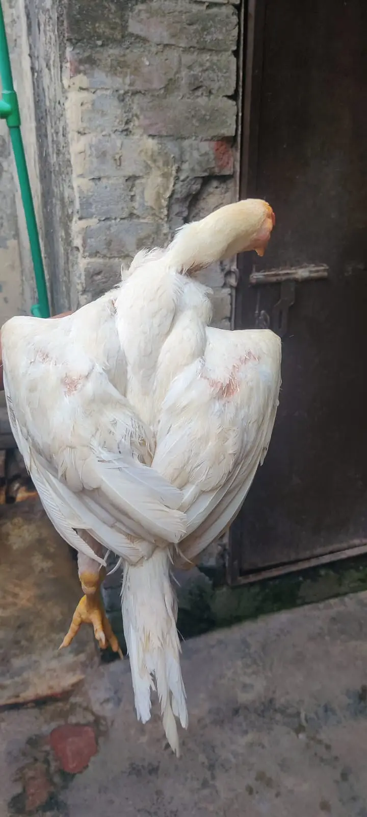 white shamo pair| high quality/ King size pathy_aseel shamo — photo 4