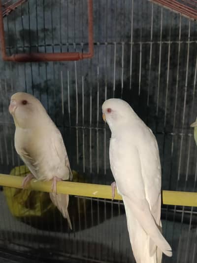 Australian Red Eye Budgie Parrot