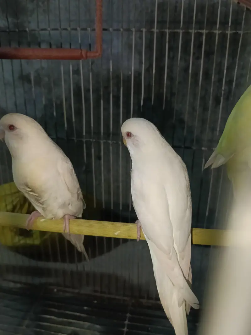 Australian Red Eye Budgie Parrot — photo 2