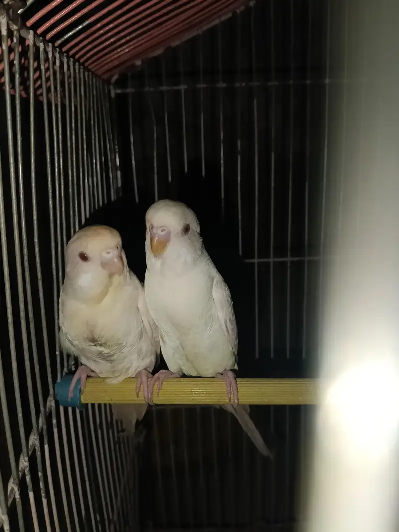 Australian Red Eye Budgie Parrot — photo 3