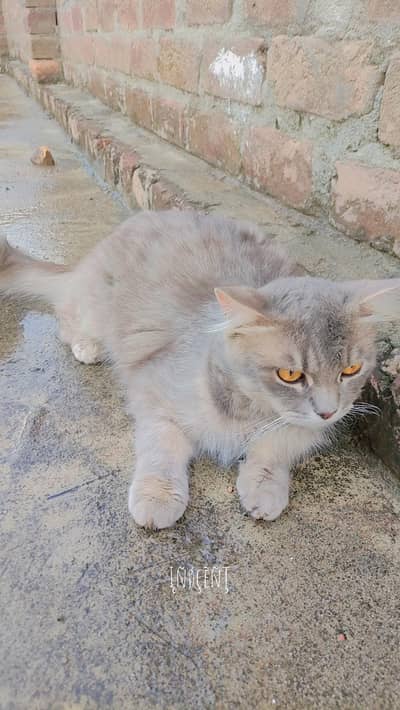 Siberian Male cat For Sale