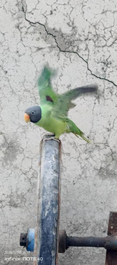 with cage mithu mithu bolta hy whistling b krta hy or miyamithu b bolt
