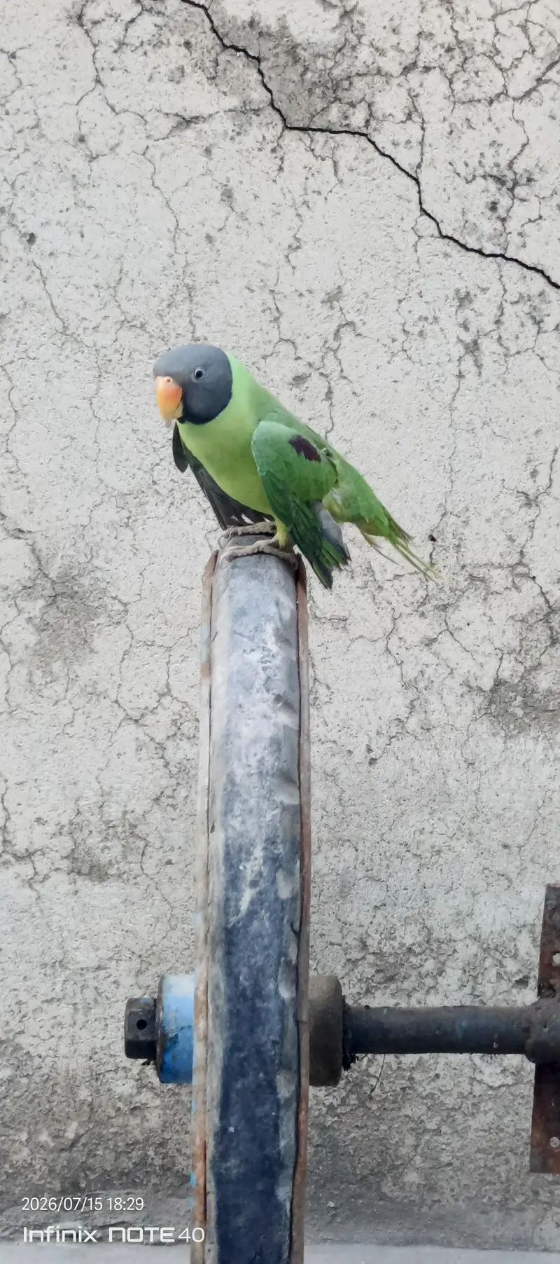with cage mithu mithu bolta hy whistling b krta hy or miyamithu b bolt — photo 2