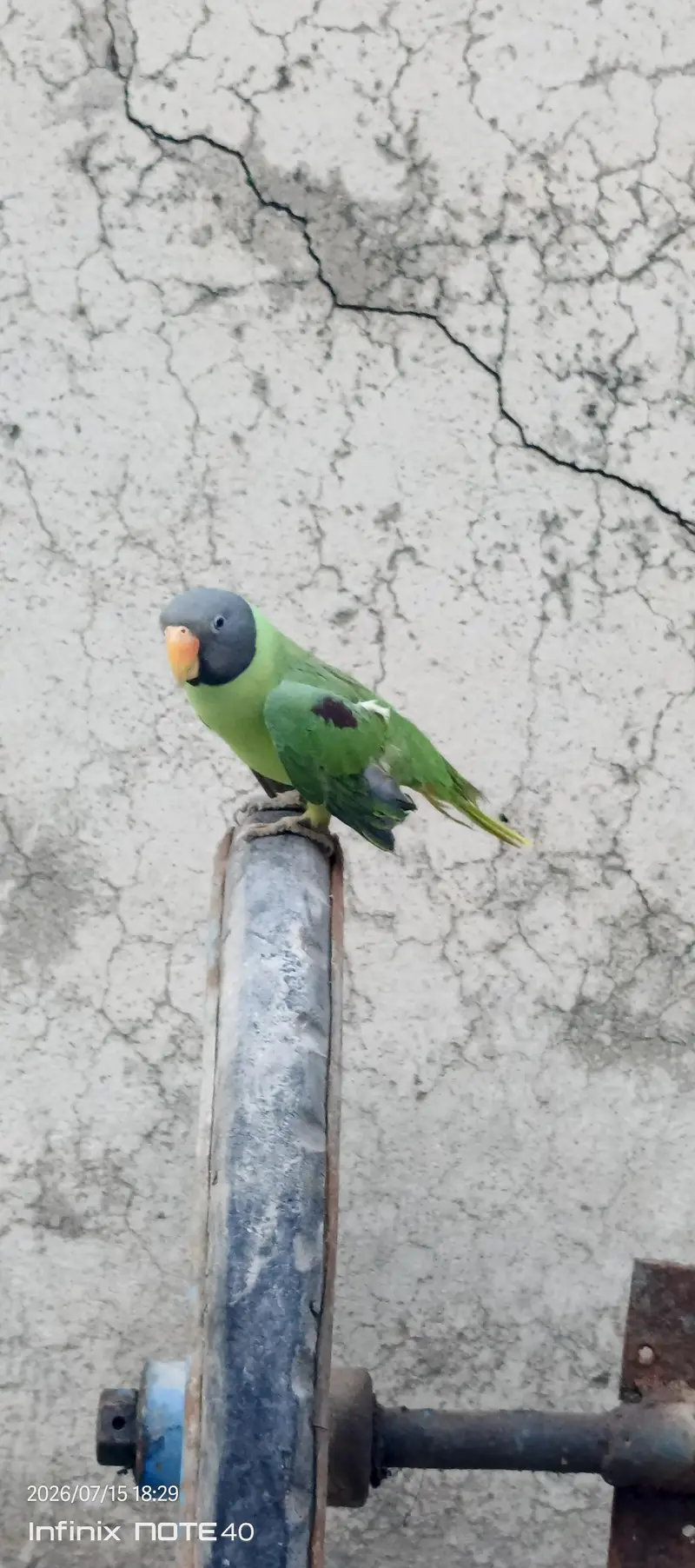 with cage mithu mithu bolta hy whistling b krta hy or miyamithu b bolt — photo 3