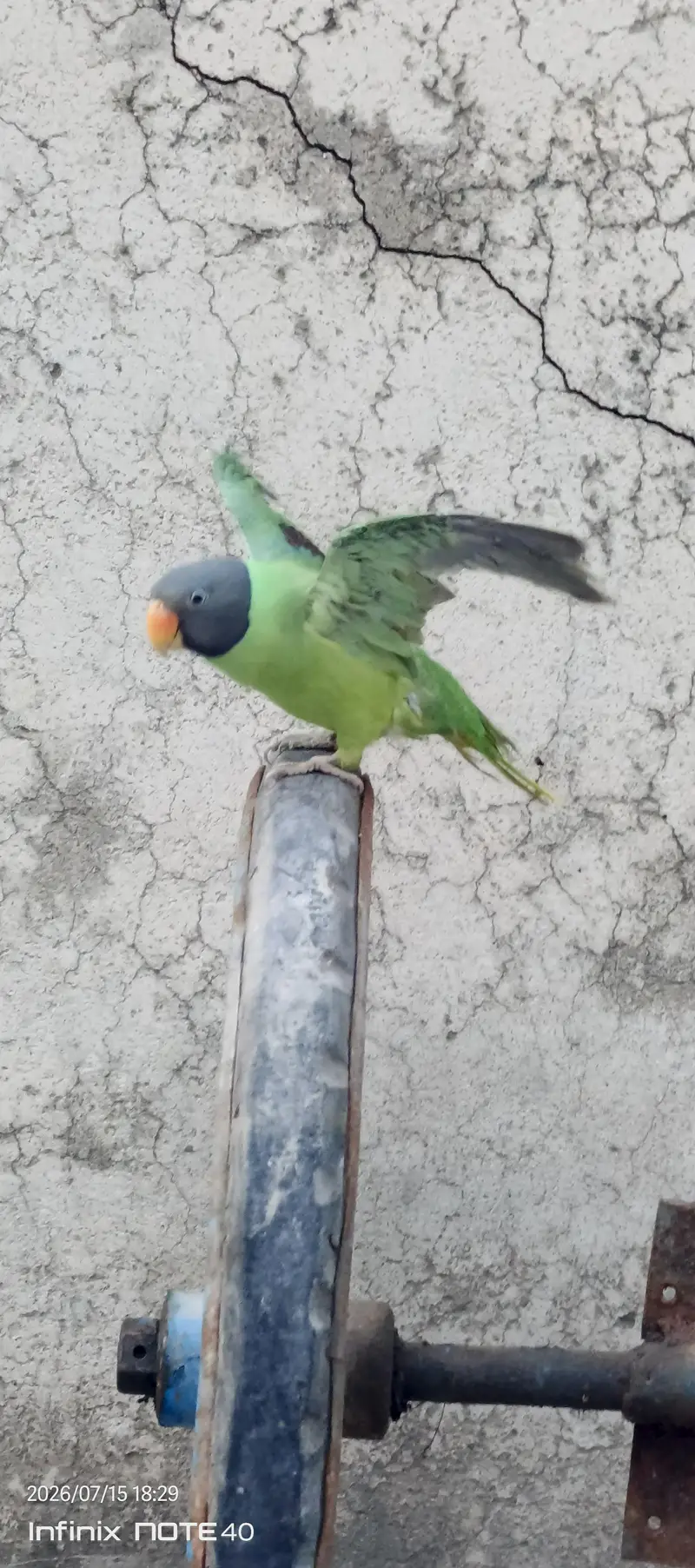 with cage mithu mithu bolta hy whistling b krta hy or miyamithu b bolt — photo 4