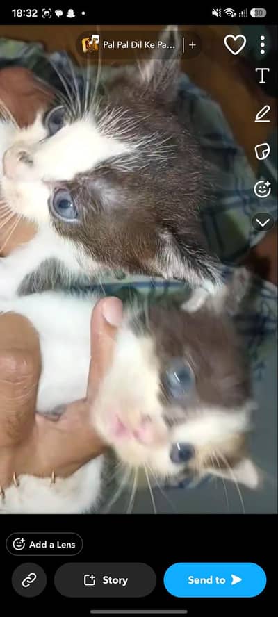 Beautiful Kittens for sale. double coated male and female both avai