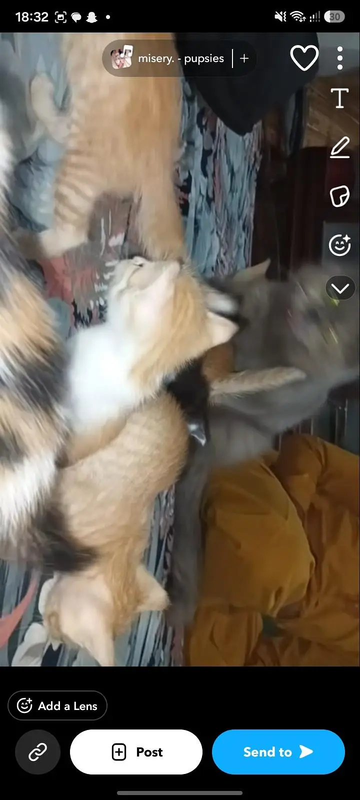 Beautiful Kittens for sale. double coated male and female both avai — photo 2