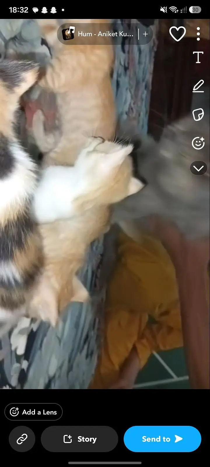 Beautiful Kittens for sale. double coated male and female both avai — photo 3