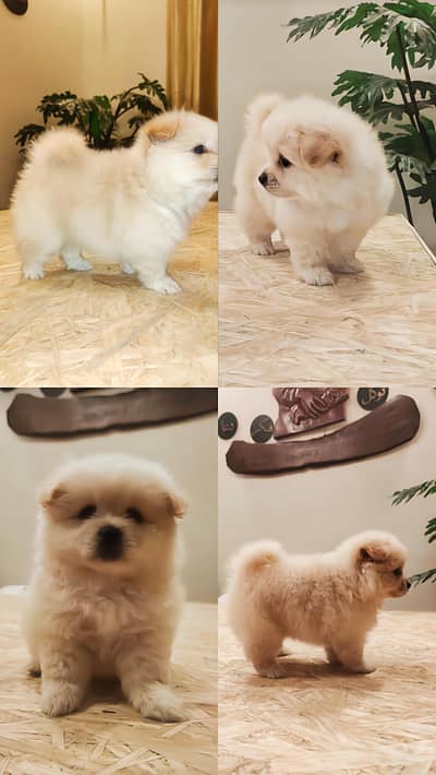 pomeranian puppy 1 month old