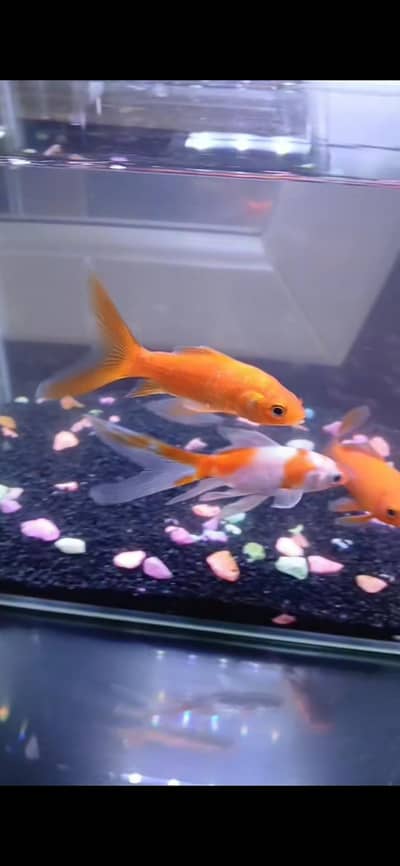 Heathy and Active Goldfishes for Sale