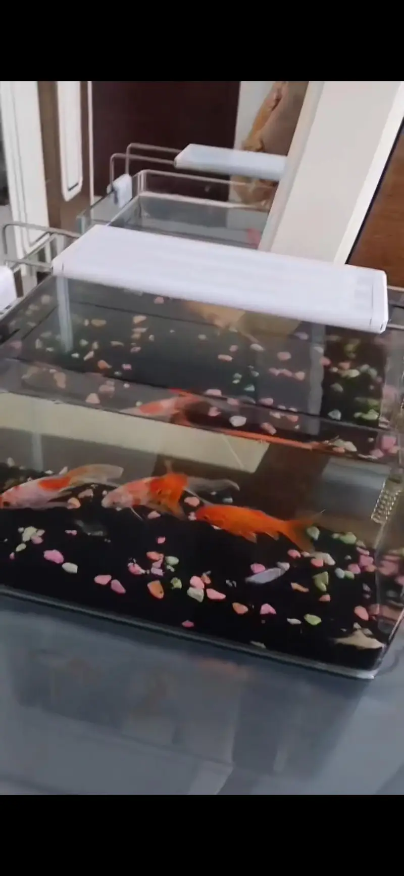 Heathy and Active Goldfishes for Sale — photo 2