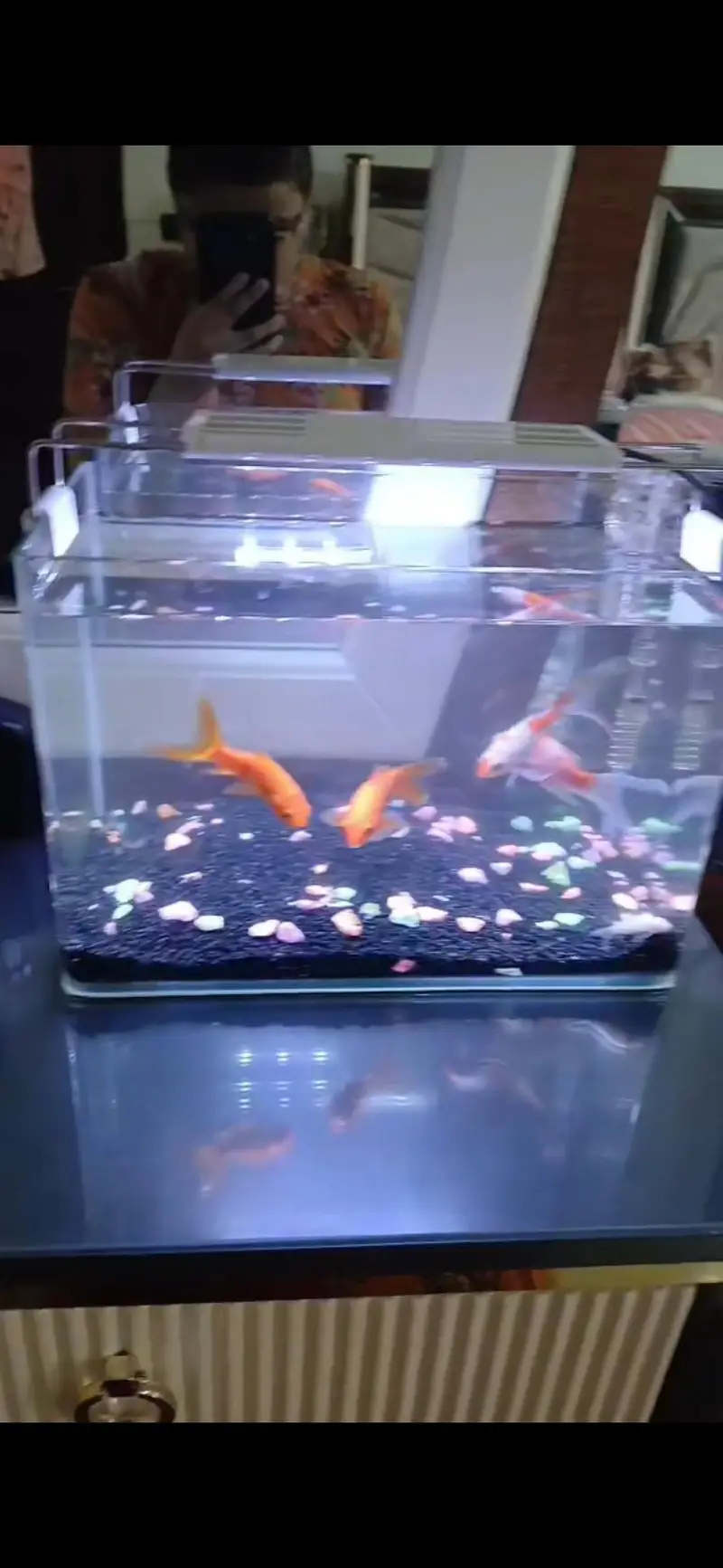 Heathy and Active Goldfishes for Sale — photo 3