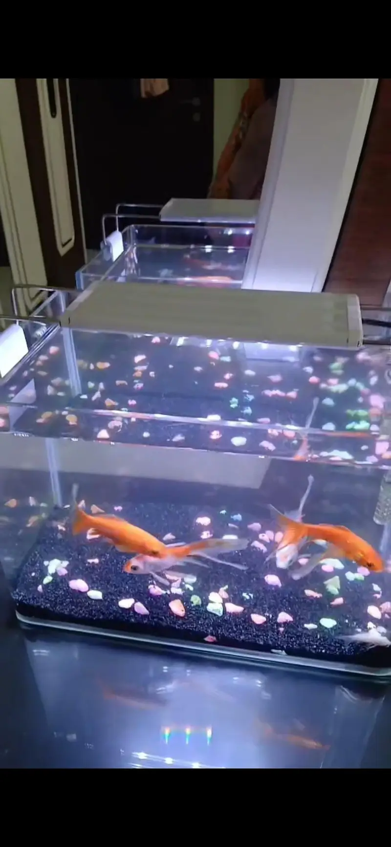 Heathy and Active Goldfishes for Sale — photo 4