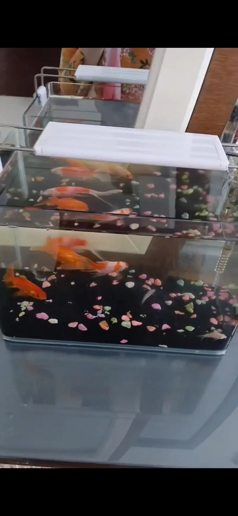 Heathy and Active Goldfishes for Sale — photo 6