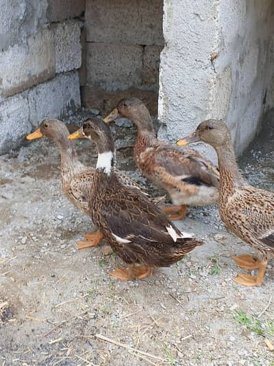 Beautiful Ducks for sale.