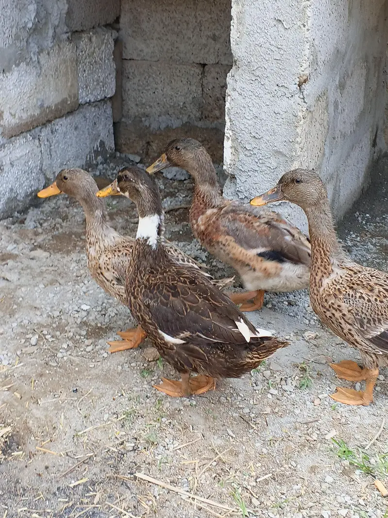 Beautiful Ducks for sale.