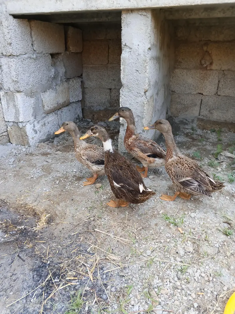 Beautiful Ducks for sale. — photo 2