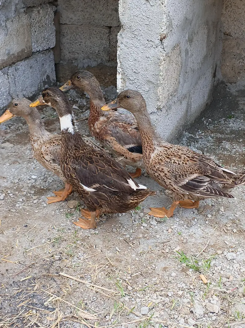 Beautiful Ducks for sale. — photo 3