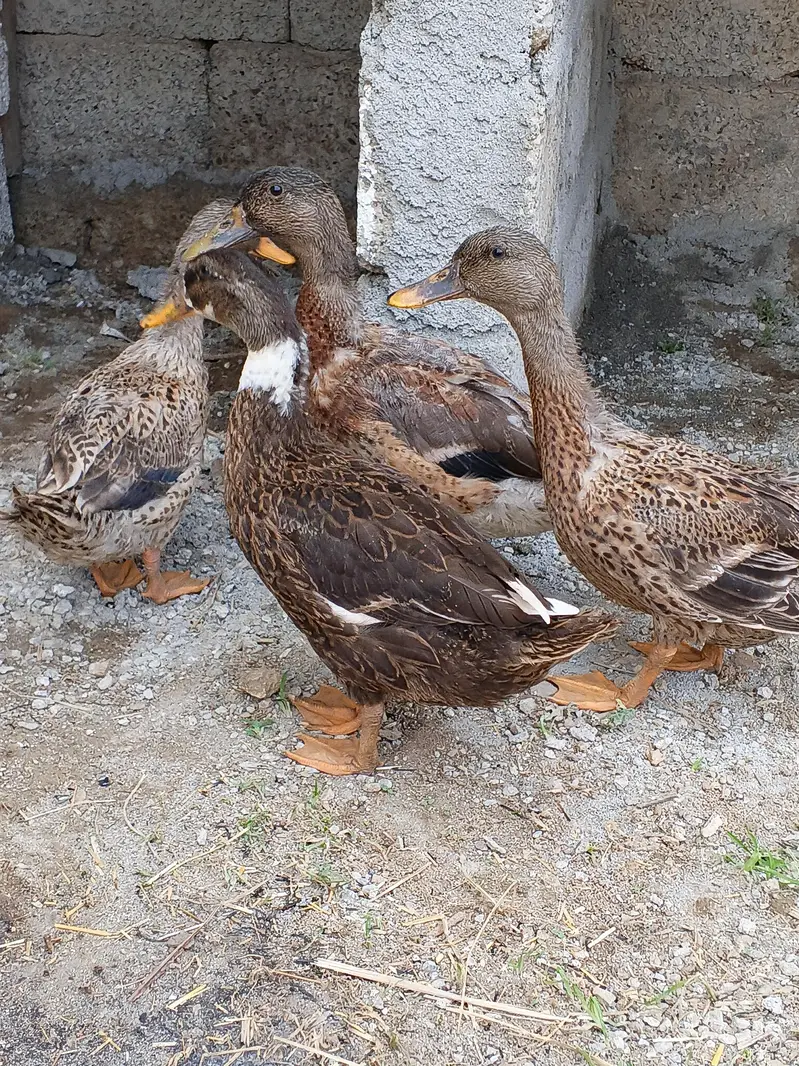 Beautiful Ducks for sale. — photo 4