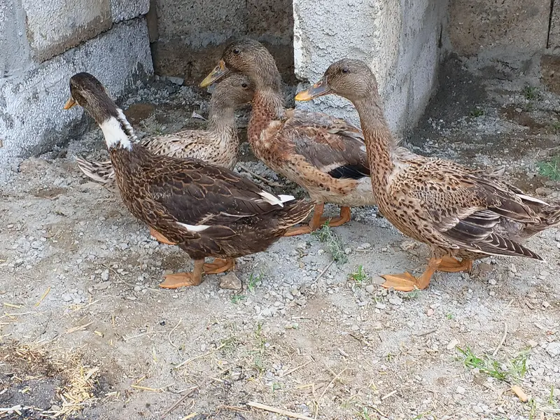 Beautiful Ducks for sale. — photo 5