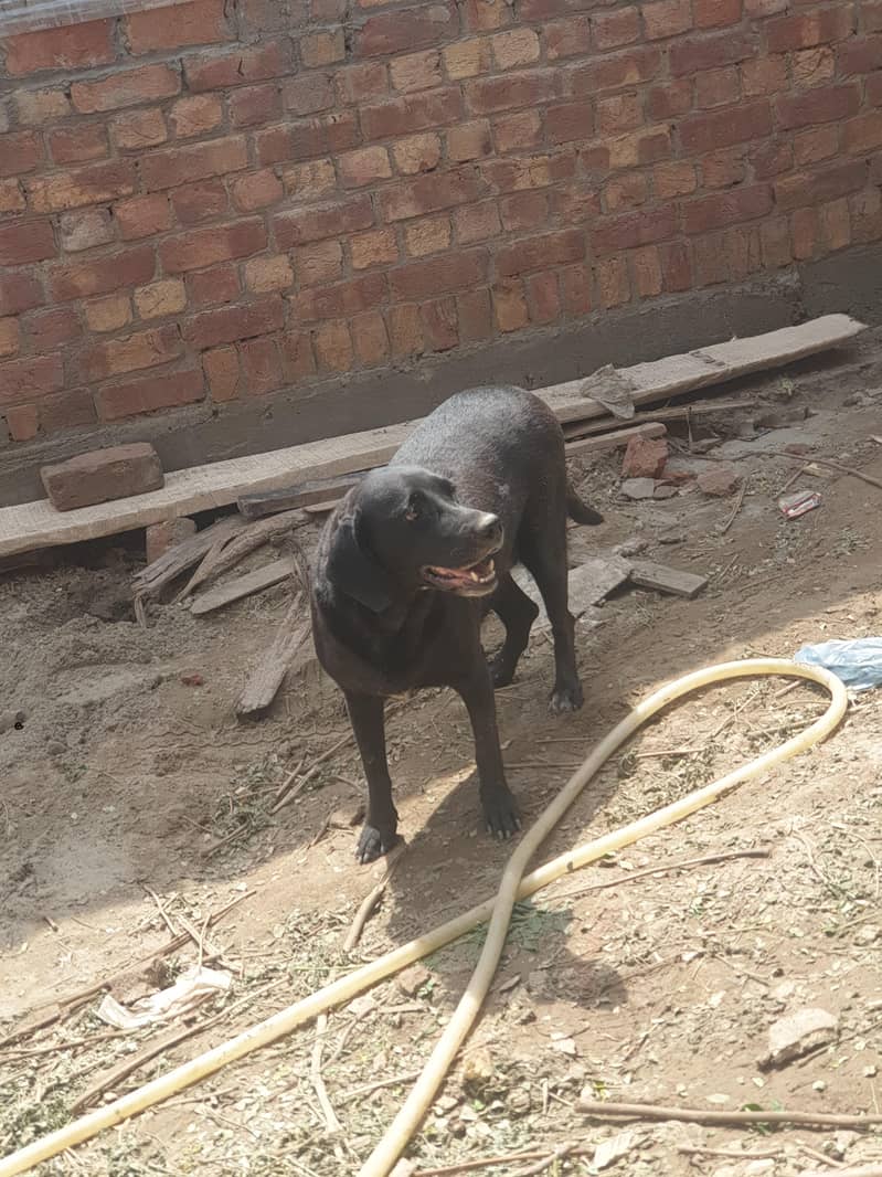 House Traind 4