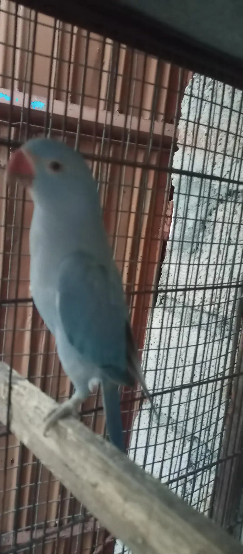 5mahinai ka ha blue quarter — photo 3