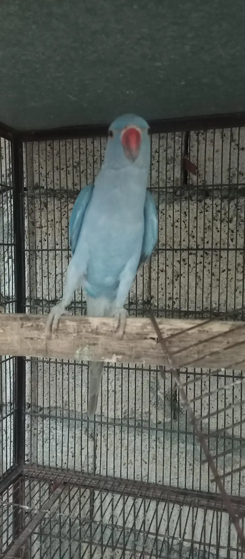 5mahinai ka ha blue quarter — photo 4