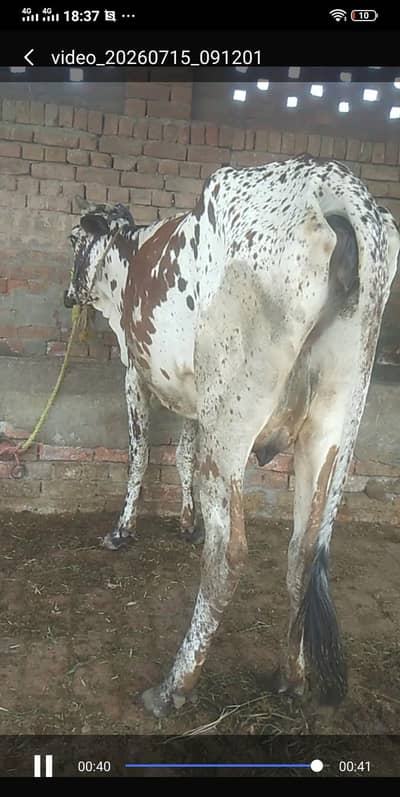 cholastan farezan karas cow and buchra ha phel sowa ha