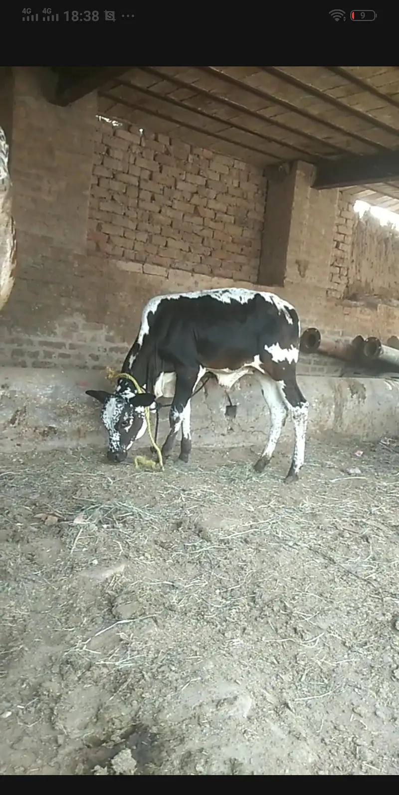 cholastan farezan karas cow and buchra ha phel sowa ha — photo 2