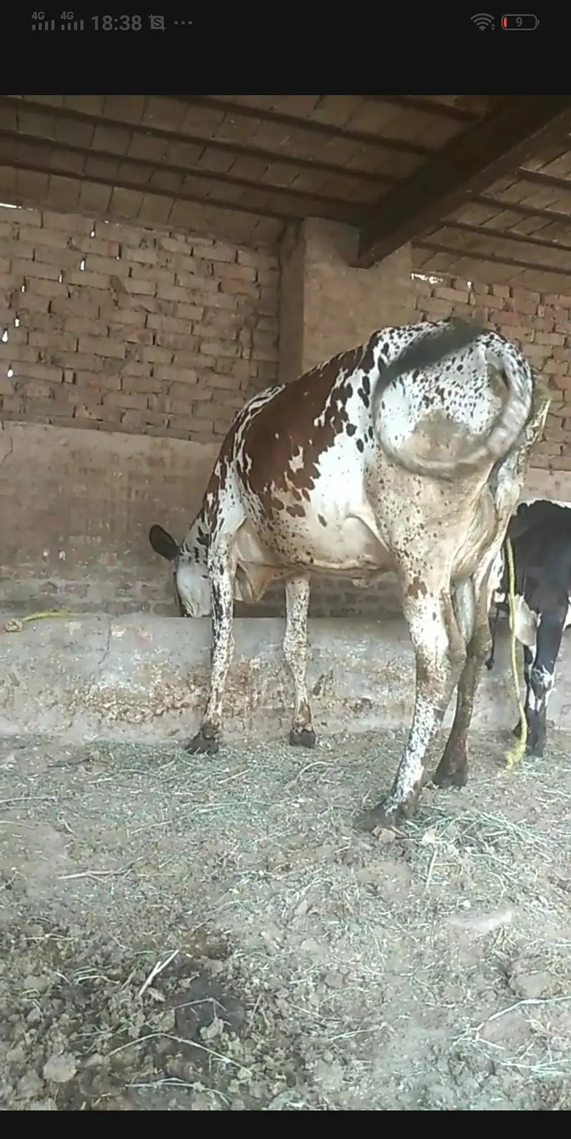 cholastan farezan karas cow and buchra ha phel sowa ha — photo 3