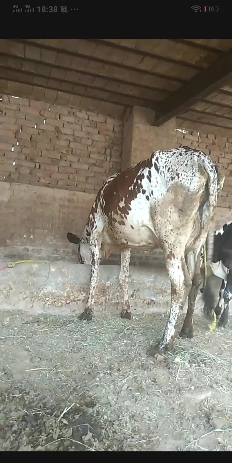 cholastan farezan karas cow and buchra ha phel sowa ha — photo 4