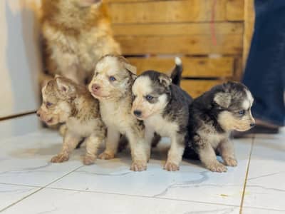 Siberian husky wolly coat blue eyes puppies