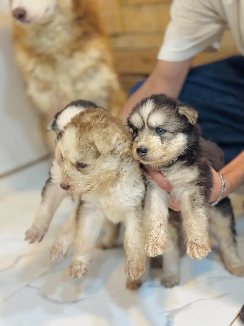 Siberian husky wolly coat blue eyes puppies — photo 2