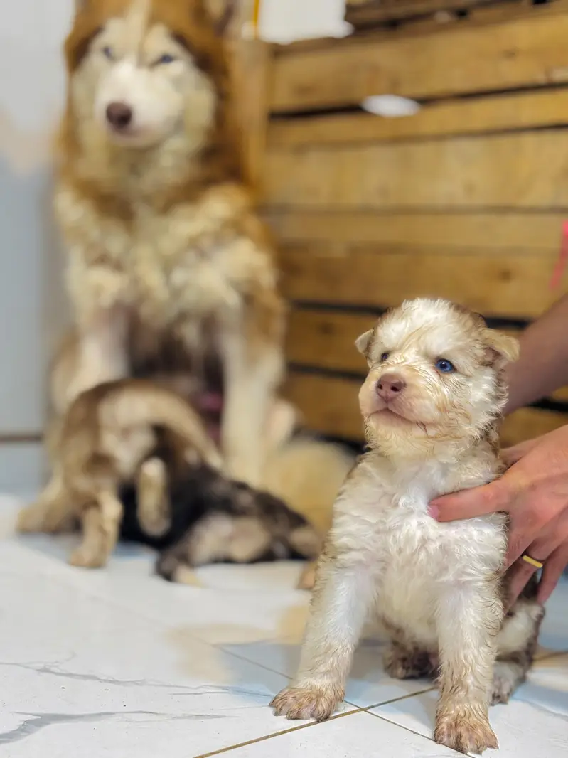 Siberian husky wolly coat blue eyes puppies — photo 3