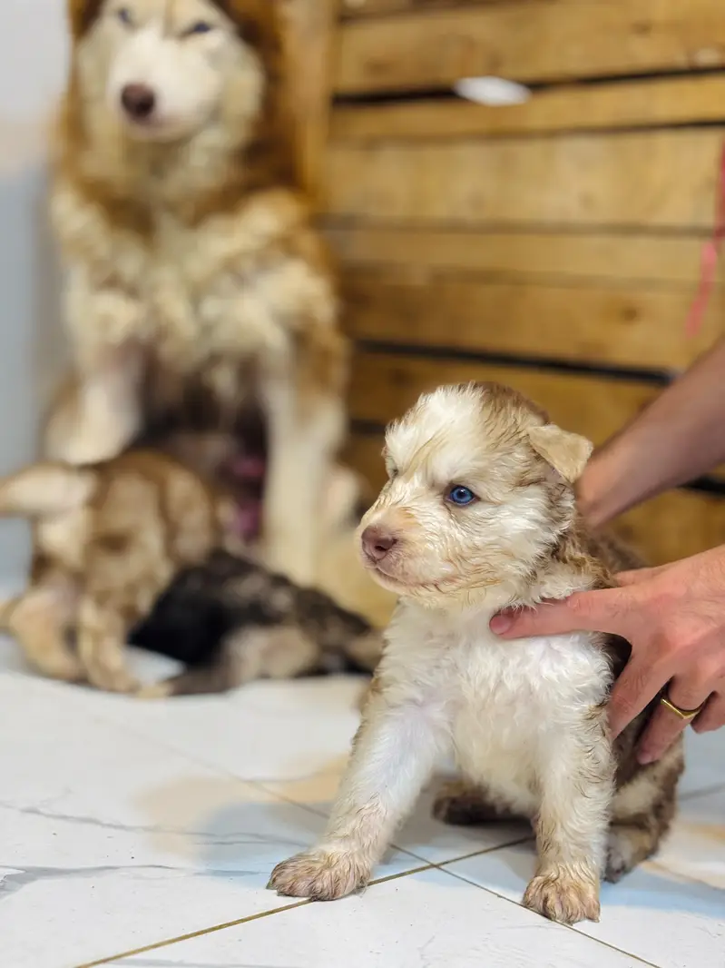 Siberian husky wolly coat blue eyes puppies — photo 4