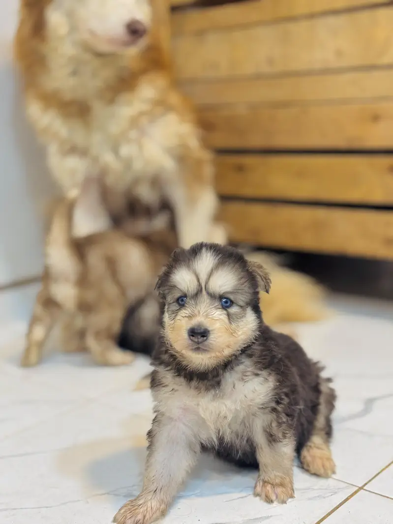 Siberian husky wolly coat blue eyes puppies — photo 5