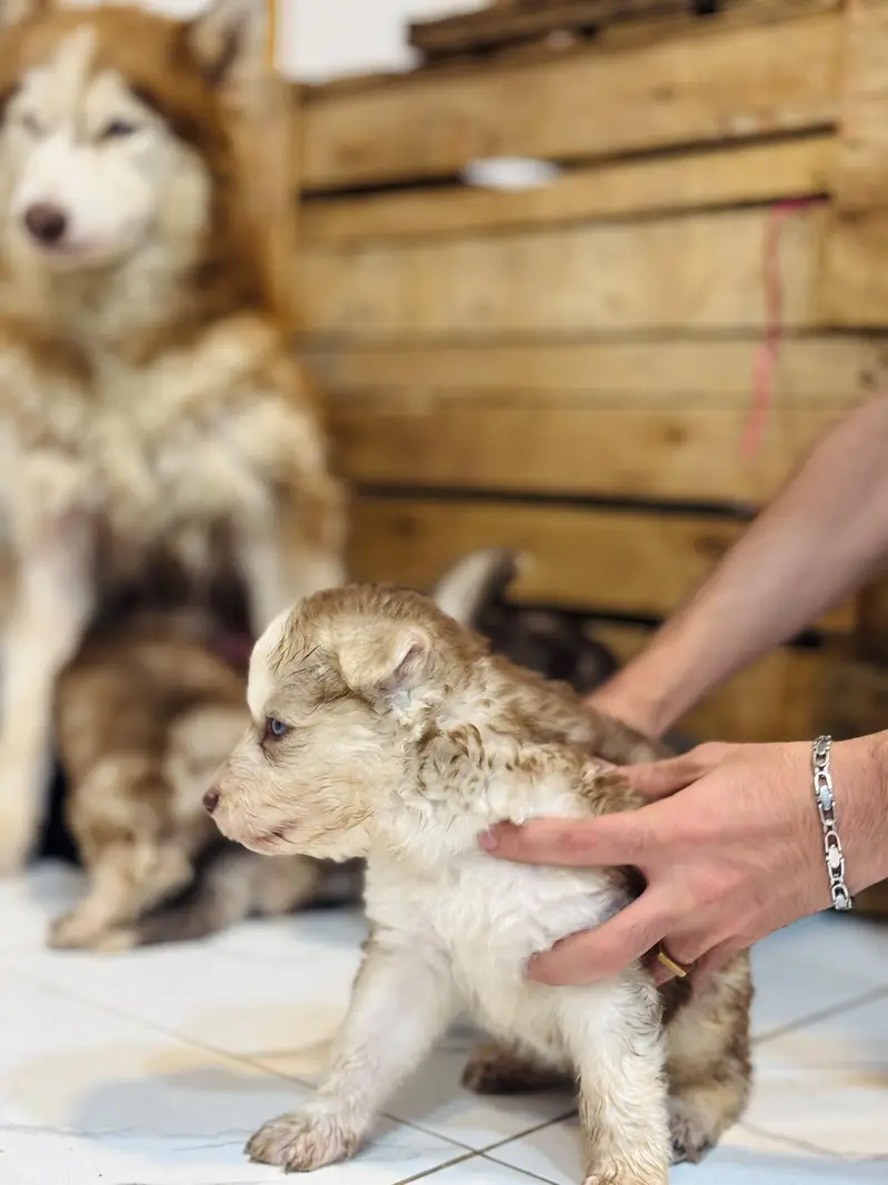 Siberian husky wolly coat blue eyes puppies — photo 6