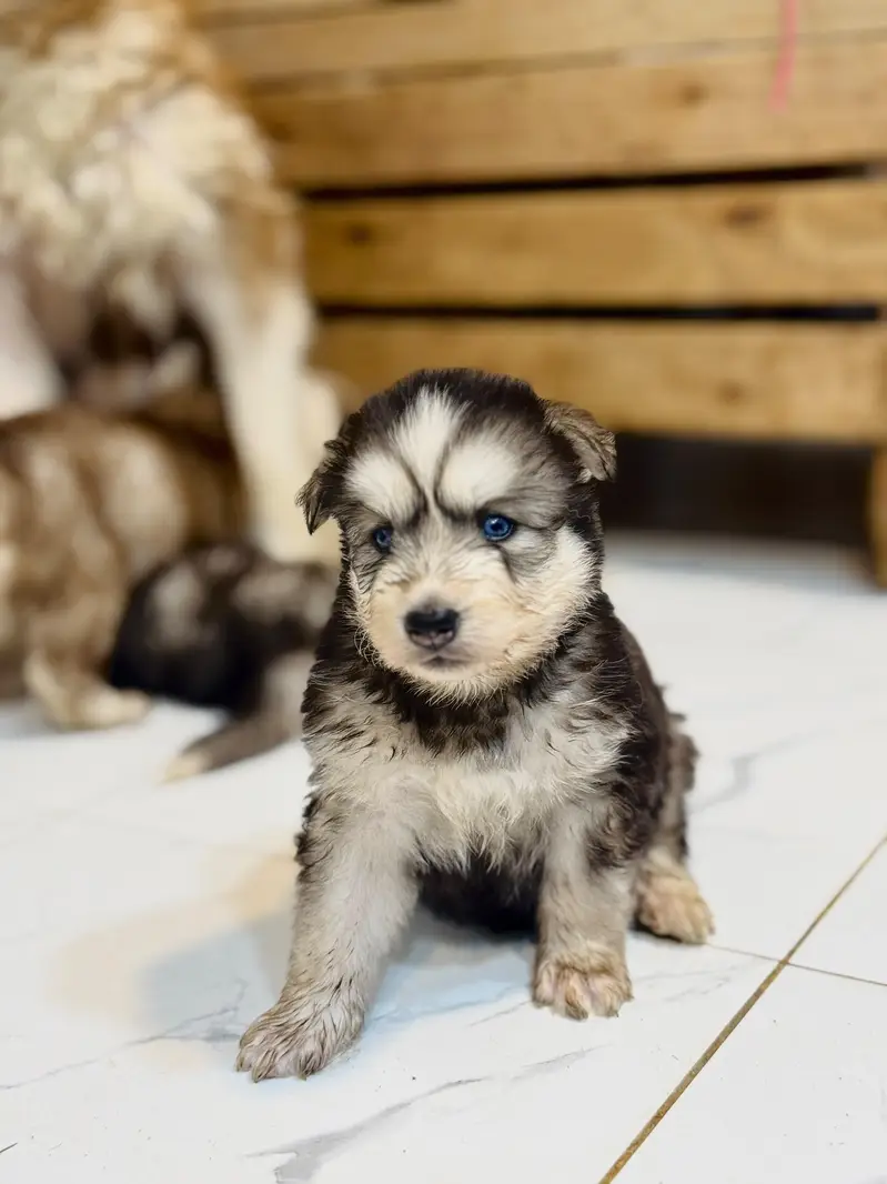 Siberian husky wolly coat blue eyes puppies — photo 7