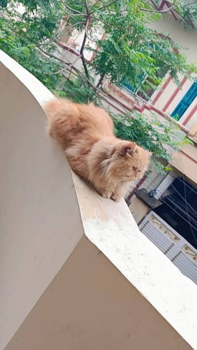 kittens | persian kitten |  Home Breed kittens | triple coat kittens